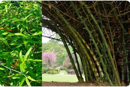 Großer Dornenbambus