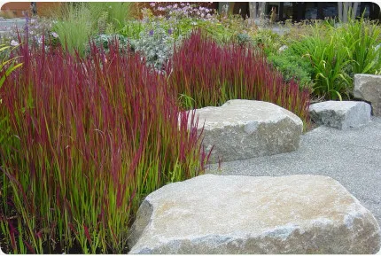 Japanisches Blutgras