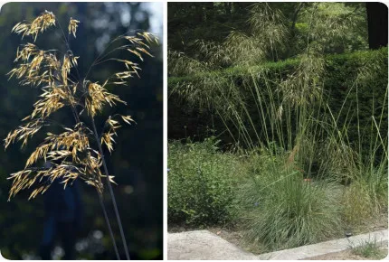 Riesen-Federgras / Pyrenäen - Federgras