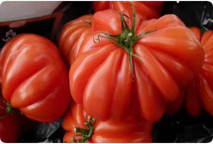 Tomate - Costoluto Genovese