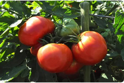 Tomate - Rose de Berne