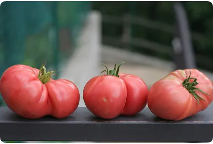 Tomate - Rose de Berne