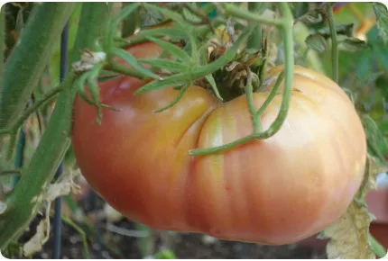 Tomate - Rose de Berne