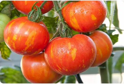 Tomate - Tigerella