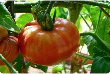 Tomate - Pink Brandywine