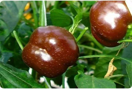 Paprika - Sweet Chocolate x