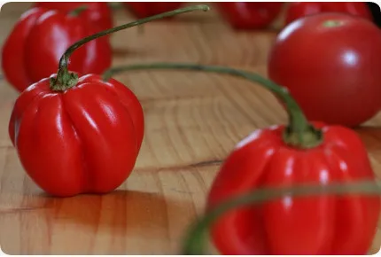 Chili - Habanero Chocolate