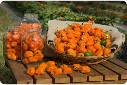 Chili - Gelbe Habanero