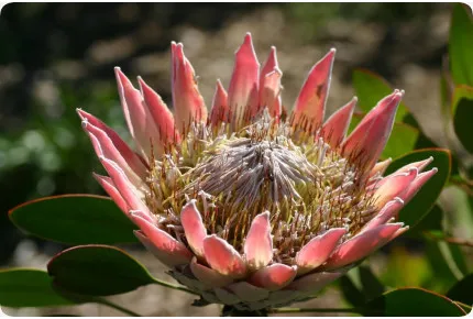 Königsprotea