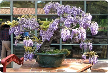 Bonsai - Afrikanischer Blauregen