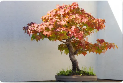 Bonsai - Amerikanischer Amberbaum
