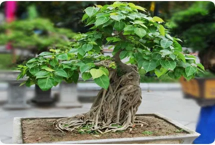 Bonsai - Buddha-Feige / Bodhi-Baum