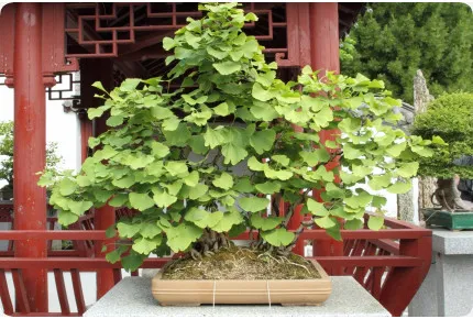 Bonsai - Ginkgo