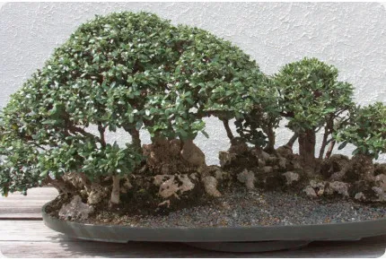 Bonsai - Ölbaum