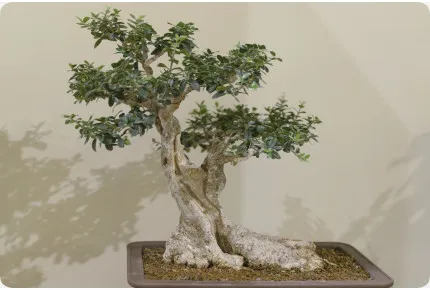 Bonsai - Ölbaum