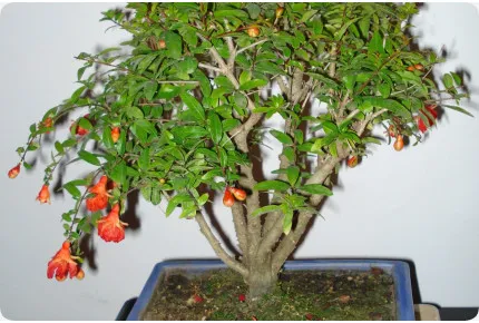 Bonsai - Zwerg-Granatapfel