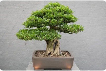 Bonsai - Zwerg-Granatapfel
