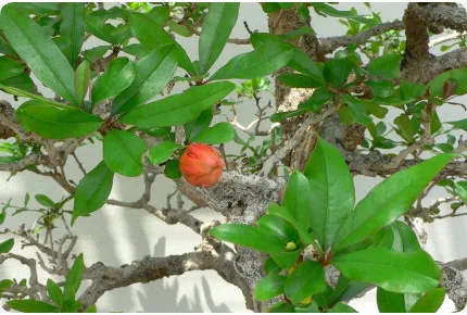 Bonsai - Zwerg-Granatapfel