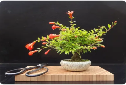 Anzuchtset - Mediterrane Bonsai-Schätze