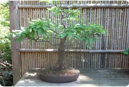 Bonsai - Tamarinde