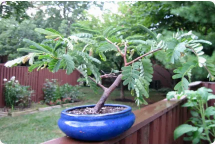 Bonsai - Tamarinde