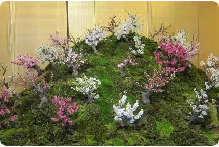 Bonsai - Japanische Blütenkirsche