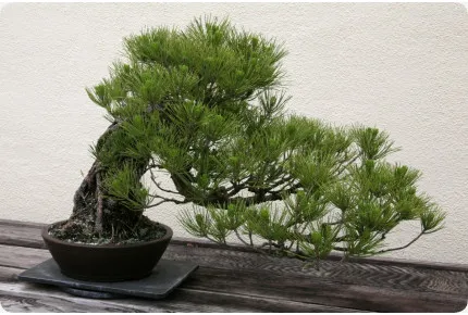 Bonsai - Mittelmeer-Pinie