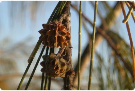 Bonsai - Australische Strandkiefer