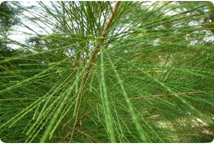 Bonsai - Australische Strandkiefer