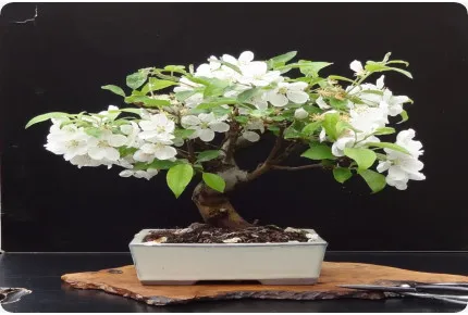 Bonsai - Europäischer Wildapfel