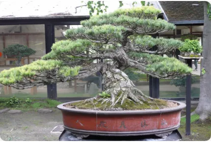 Bonsai - Mädchenkiefer