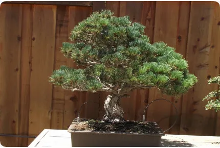 Bonsai - Mädchenkiefer