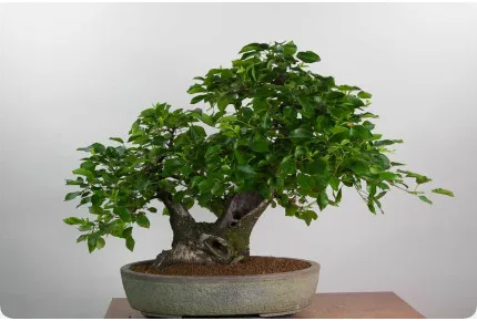 Bonsai - Felsenkirsche