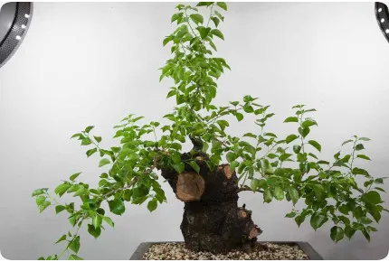 Bonsai - Felsenkirsche