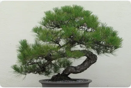 Bonsai - Japanische Schwarzkiefer