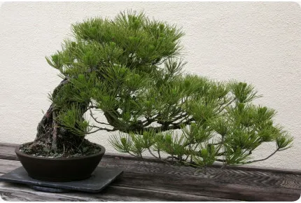 Bonsai - Japanische Schwarzkiefer