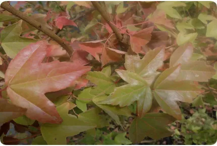 Bonsai - Dreispitzahorn