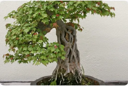Bonsai - Dreispitzahorn