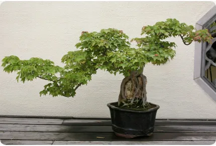 Bonsai - Dreispitzahorn