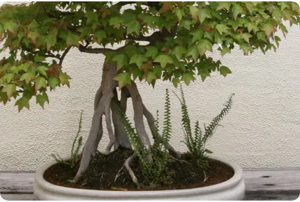 Bonsai - Dreispitzahorn