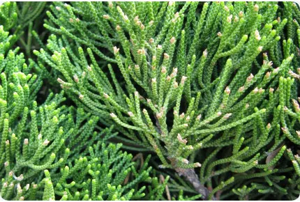 Bonsai - Chinesischer Wacholder