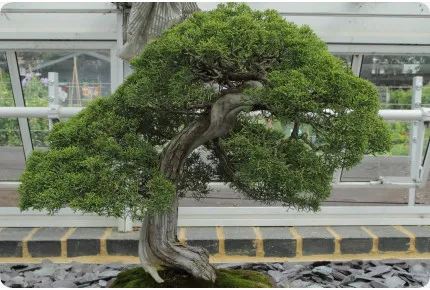 Bonsai - Chinesischer Wacholder
