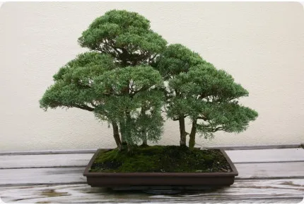 Bonsai - Chinesischer Wacholder