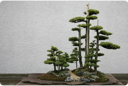 Bonsai - Chinesischer Wacholder