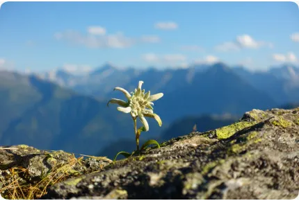 Edelweiß