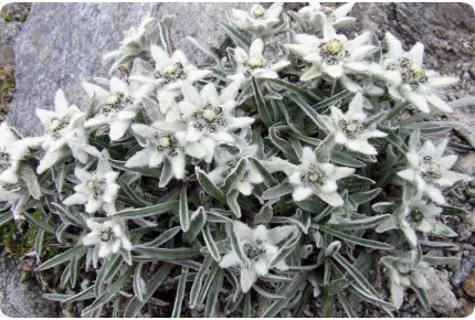 Edelweiß