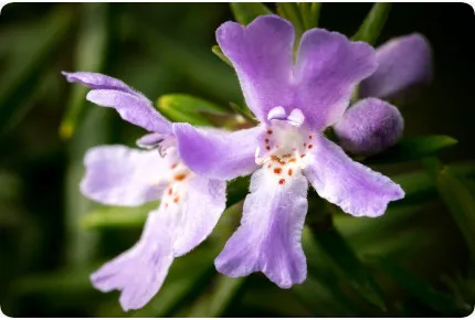 Gundelrebe - Gundermann