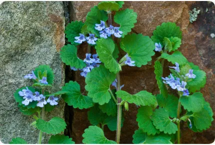 Gundelrebe - Gundermann