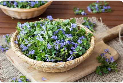 Gundelrebe - Gundermann