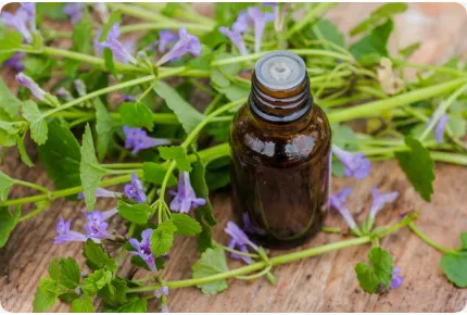 Gundelrebe - Gundermann